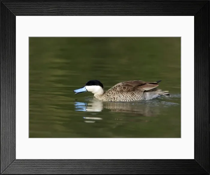 Framed Print : Picture No. 10883936 Framed Print : Picture No. 10883936