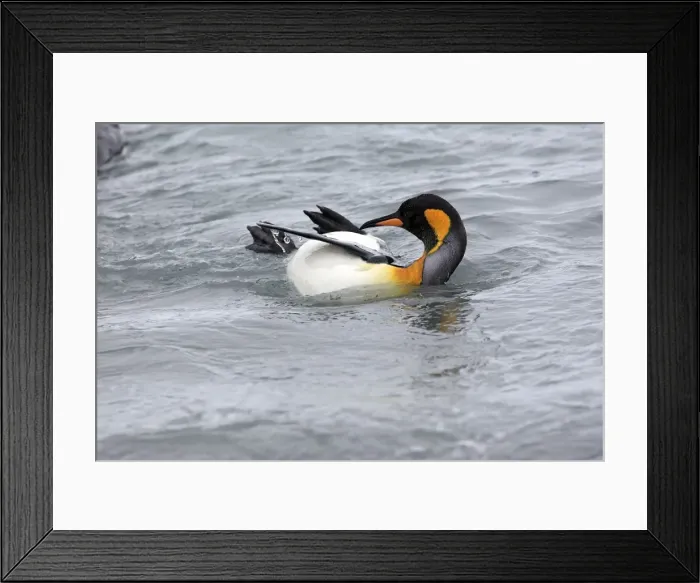 Framed Print : Picture No. 10884472 Framed Print : Picture No. 10884472
