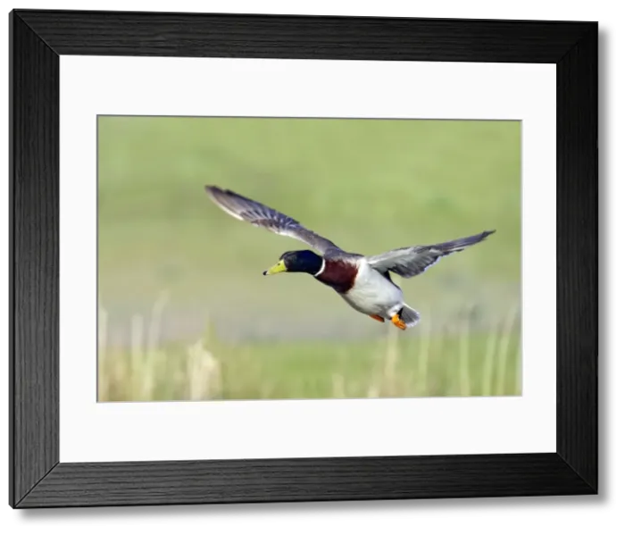 Framed Print : Picture No. 10883930 Framed Print : Picture No. 10883930
