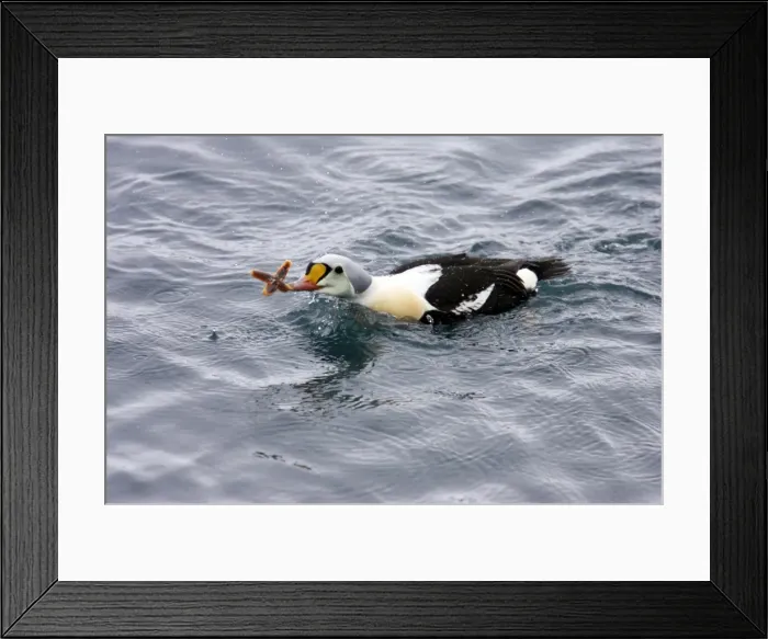 Framed Print : Picture No. 10883923 Framed Print : Picture No. 10883923