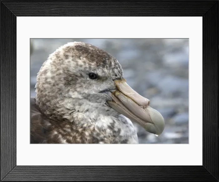 Framed Print : Picture No. 10884465
