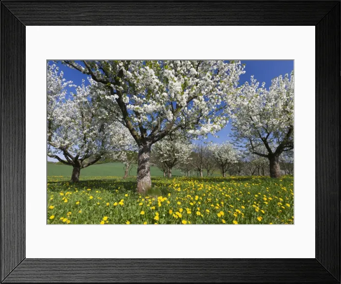 Framed Print : Picture No. 10884417 Framed Print : Picture No. 10884417