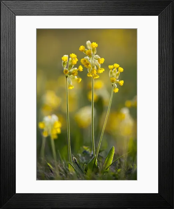 Framed Print : Picture No. 10884419 Framed Print : Picture No. 10884419