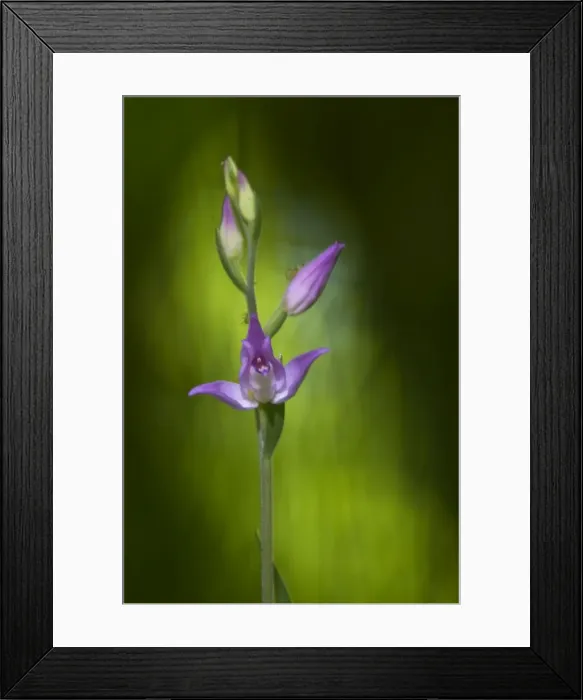 Framed Print : Picture No. 10884171 Framed Print : Picture No. 10884171
