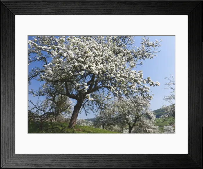 Framed Print : Picture No. 10884411 Framed Print : Picture No. 10884411