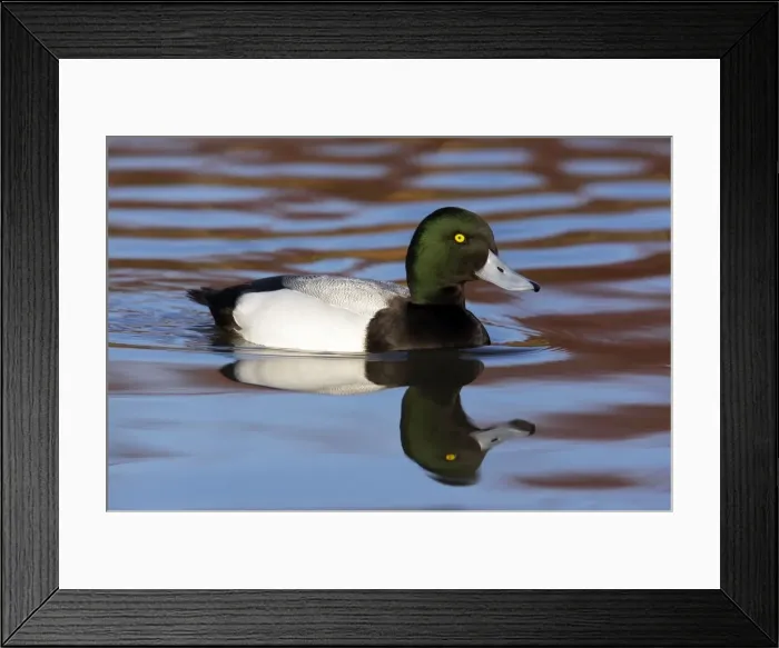 Framed Print : Picture No. 10883954 Framed Print : Picture No. 10883954