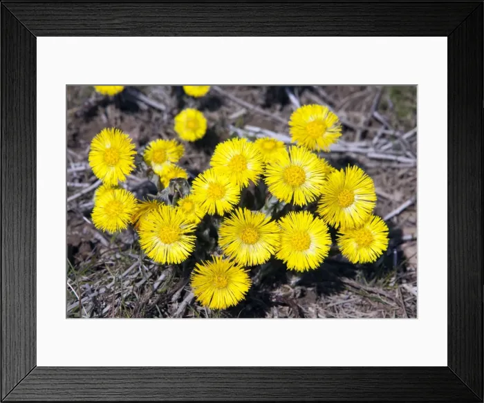 Framed Print : Picture No. 10884418