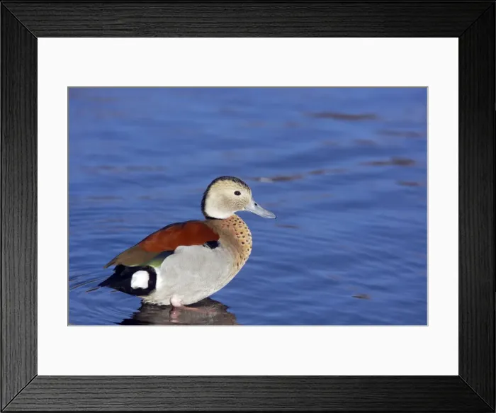 Framed Print : Picture No. 10883941 Framed Print : Picture No. 10883941