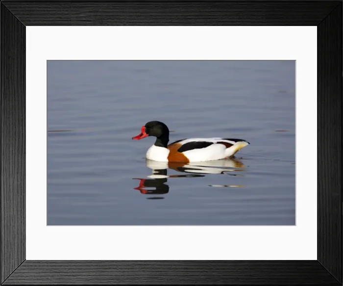 Framed Print : Picture No. 10883950 Framed Print : Picture No. 10883950