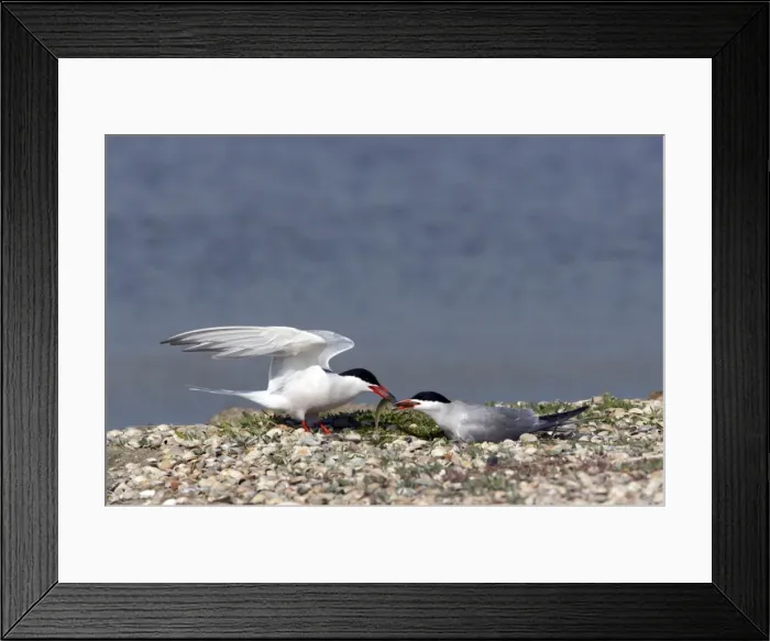 Framed Print : Picture No. 10883910