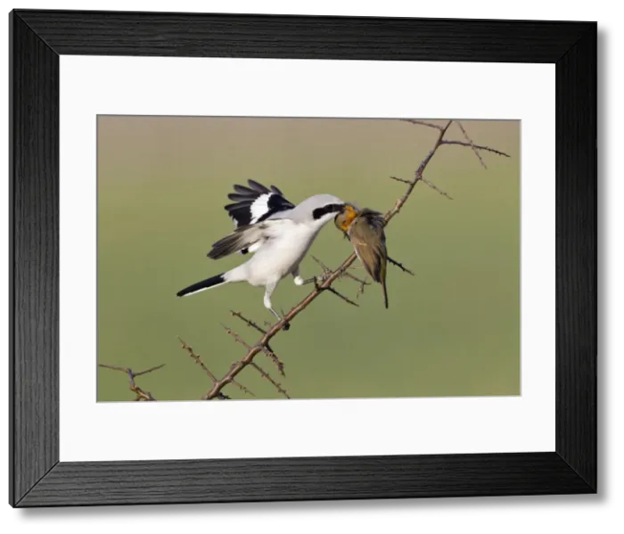 Framed Print : Picture No. 10884389 Framed Print : Picture No. 10884389