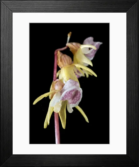 Framed Print : Picture No. 10884169 Framed Print : Picture No. 10884169