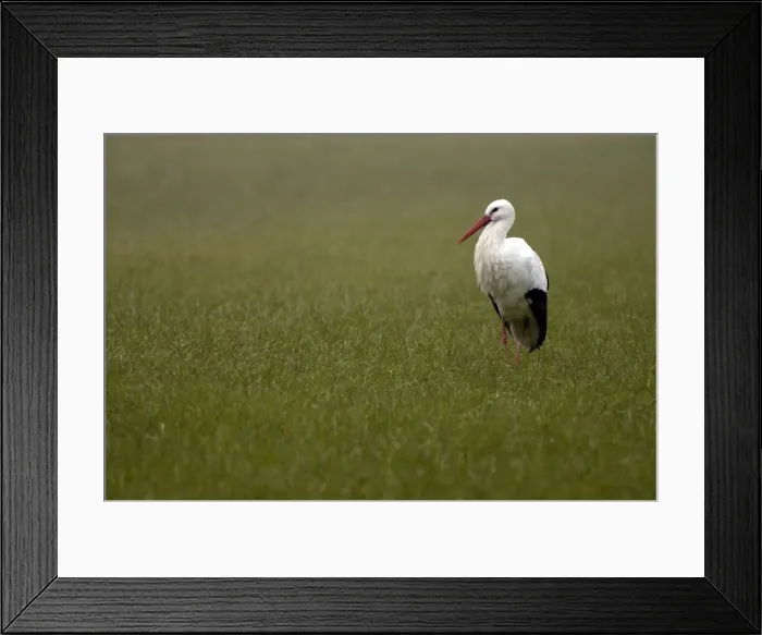 Framed Print : Picture No. 10884216