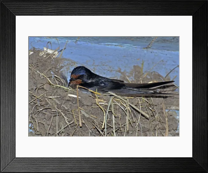Framed Print : Picture No. 10884138 Framed Print : Picture No. 10884138
