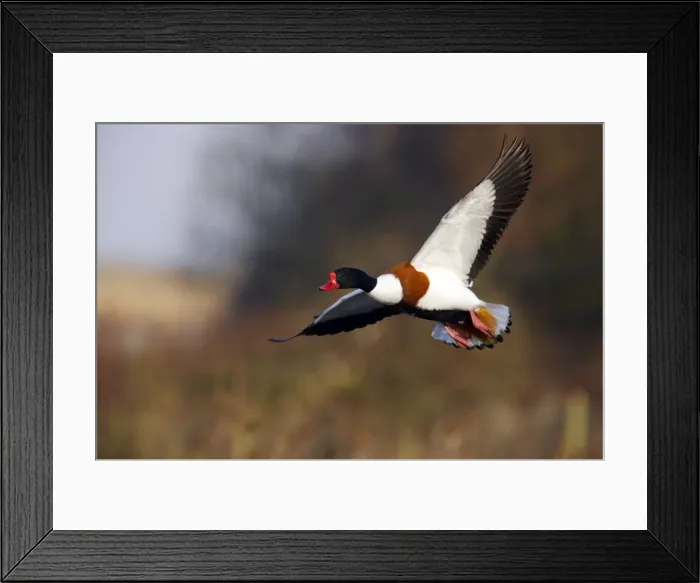 Framed Print : Picture No. 10883952 Framed Print : Picture No. 10883952