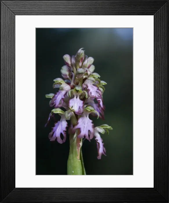 Framed Print : Picture No. 10884226 Framed Print : Picture No. 10884226