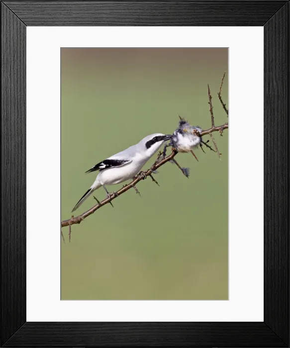 Framed Print : Picture No. 10884392 Framed Print : Picture No. 10884392