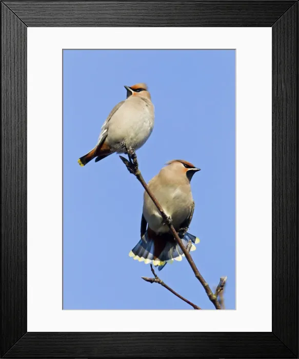 Framed Print : Picture No. 10884404 Framed Print : Picture No. 10884404