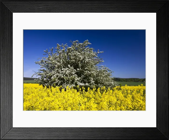 Framed Print : Picture No. 10884424 Framed Print : Picture No. 10884424
