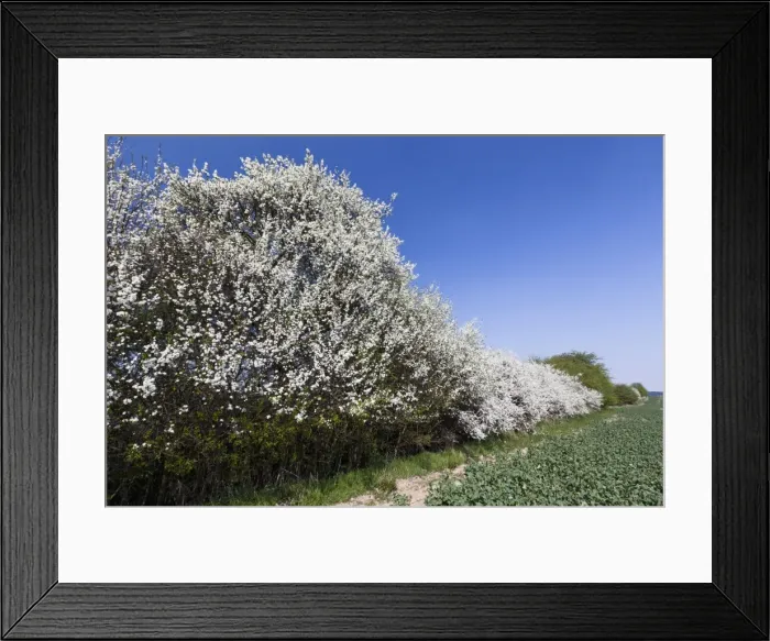 Framed Print : Picture No. 10884436 Framed Print : Picture No. 10884436