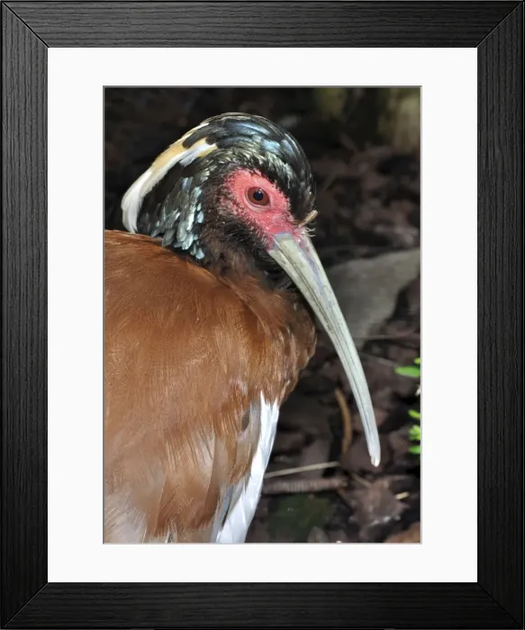 Framed Print : Picture No. 10884132 Framed Print : Picture No. 10884132