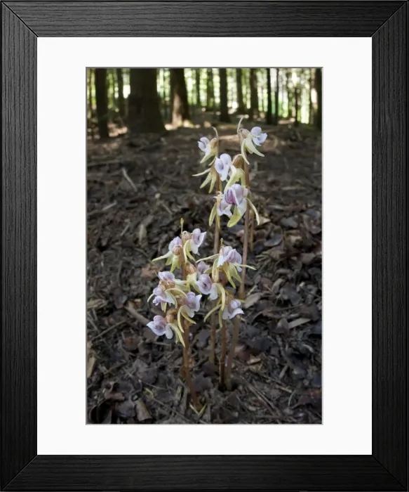 Framed Print : Picture No. 10884166 Framed Print : Picture No. 10884166