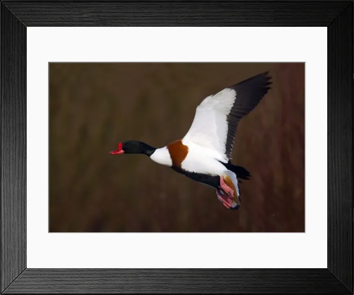 Framed Print : Picture No. 10883951