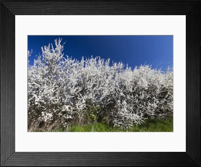 Framed Print : Picture No. 10884434 Framed Print : Picture No. 10884434