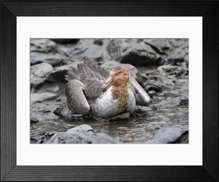 Framed Print : Picture No. 10884463