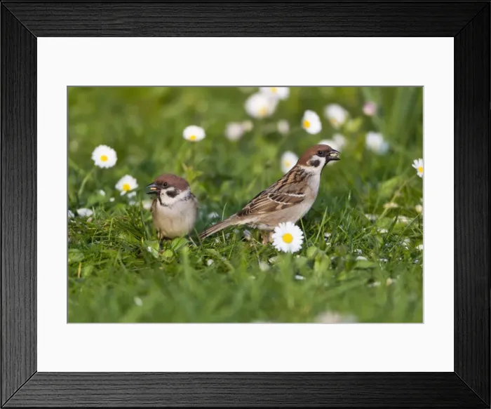 Framed Print : Picture No. 10884393 Framed Print : Picture No. 10884393