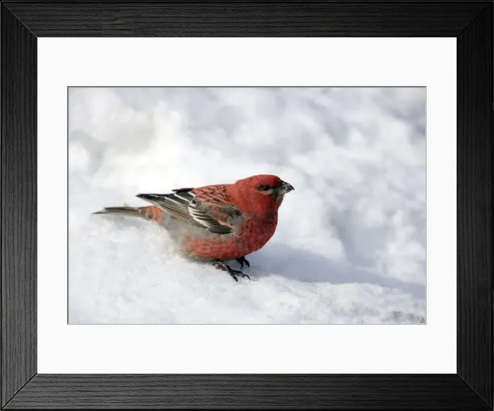 Framed Print : Picture No. 10883918 Framed Print : Picture No. 10883918
