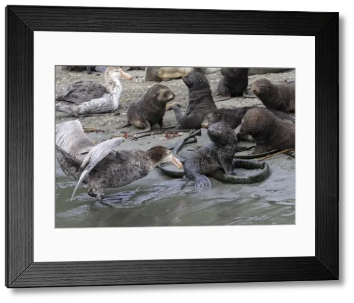 Framed Print : Picture No. 10884460 Framed Print : Picture No. 10884460