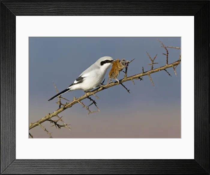 Framed Print : Picture No. 10884383