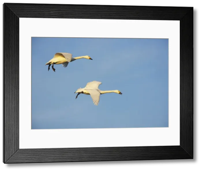 Framed Print : Picture No. 10883945 Framed Print : Picture No. 10883945