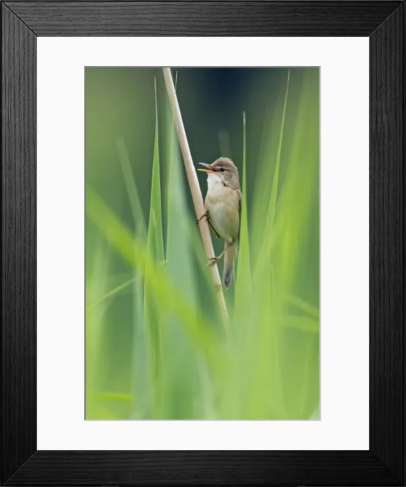 Framed Print : Picture No. 10884399 Framed Print : Picture No. 10884399