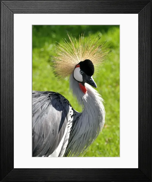 Framed Print : Picture No. 10884145 Framed Print : Picture No. 10884145