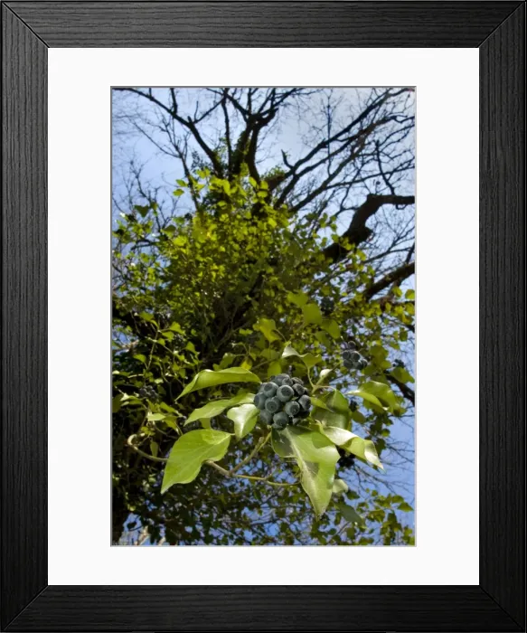 Framed Print : Picture No. 10884227 Framed Print : Picture No. 10884227
