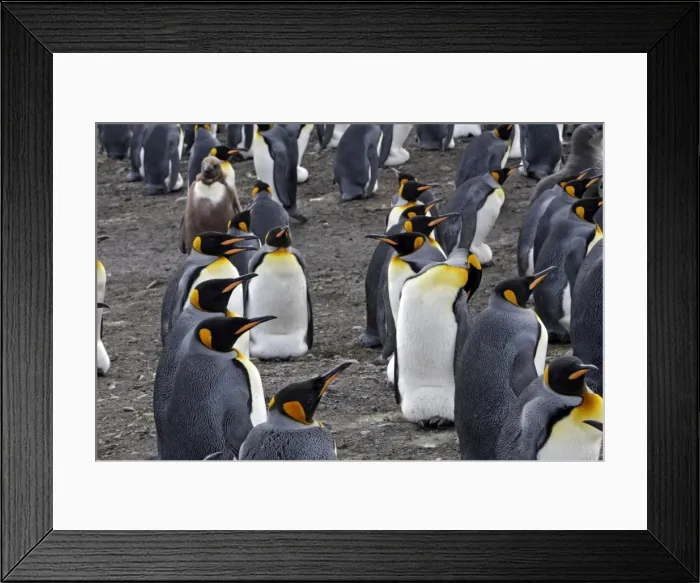 Framed Print : Picture No. 10884441 Framed Print : Picture No. 10884441