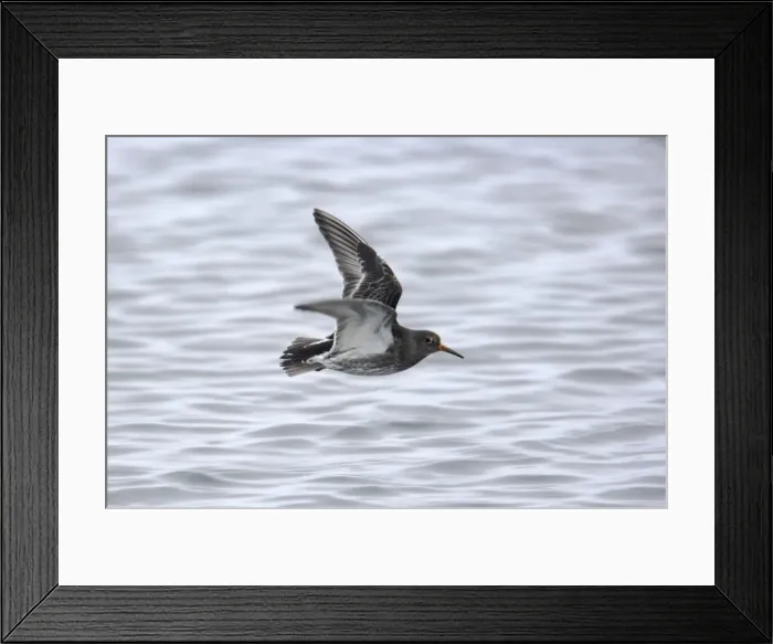 Framed Print : Picture No. 10883919 Framed Print : Picture No. 10883919