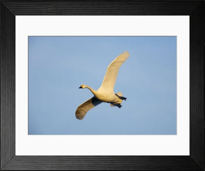 Framed Print : Picture No. 10883944 Framed Print : Picture No. 10883944