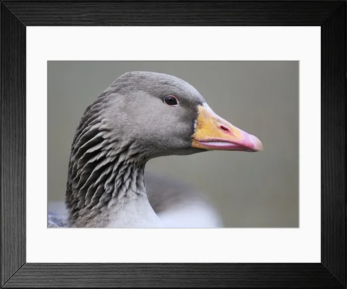 Framed Print : Picture No. 10884220 Framed Print : Picture No. 10884220