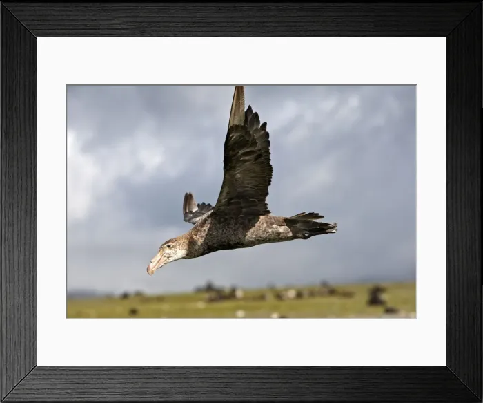 Framed Print : Picture No. 10884466 Framed Print : Picture No. 10884466