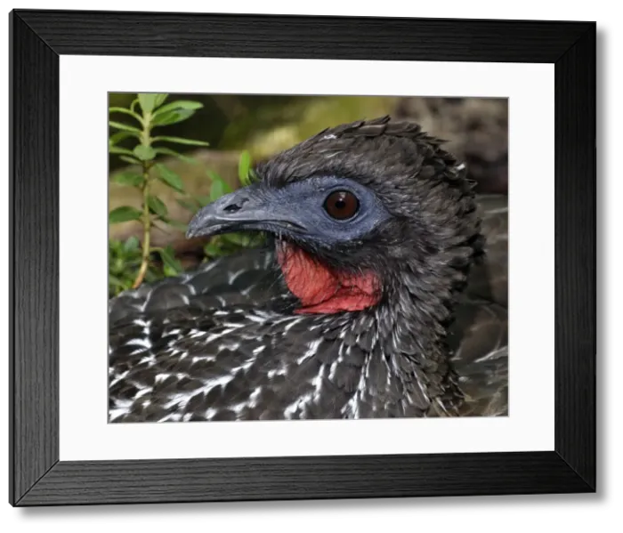 Framed Print : Picture No. 10884147 Framed Print : Picture No. 10884147