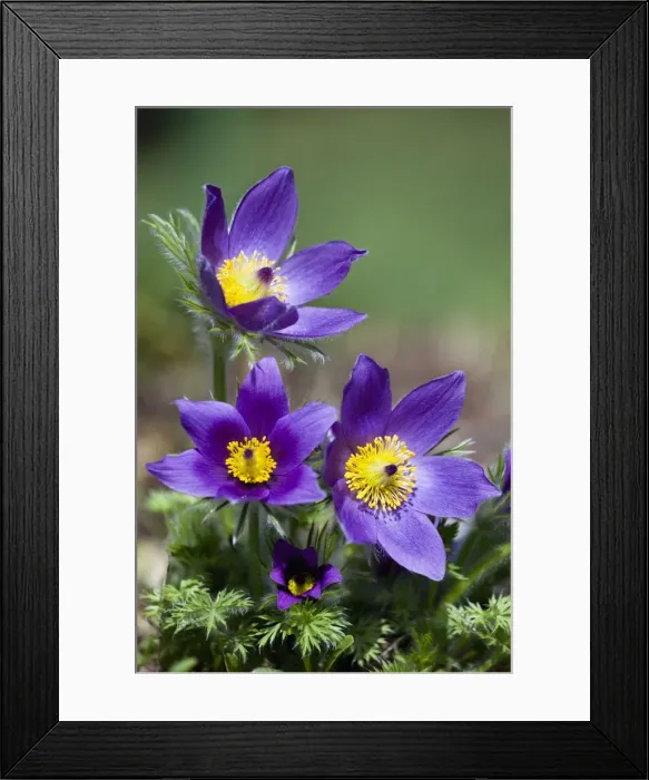 Framed Print : Picture No. 10884429 Framed Print : Picture No. 10884429