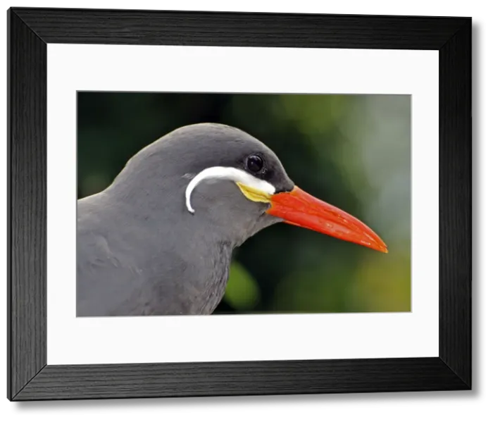 Framed Print : Picture No. 10884140 Framed Print : Picture No. 10884140