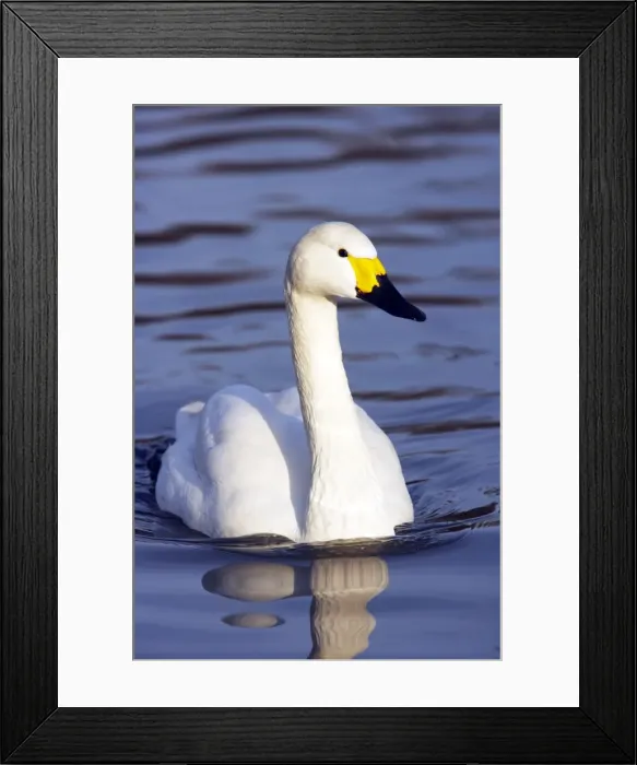Framed Print : Picture No. 10883948 Framed Print : Picture No. 10883948
