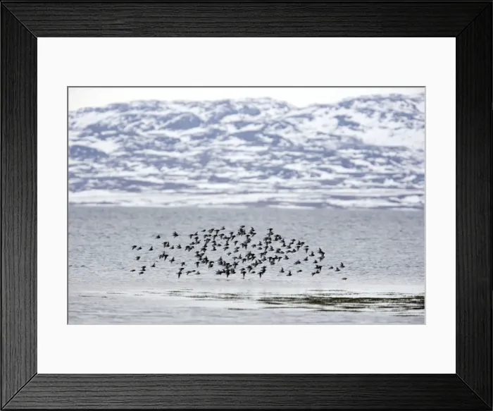 Framed Print : Picture No. 10883920 Framed Print : Picture No. 10883920