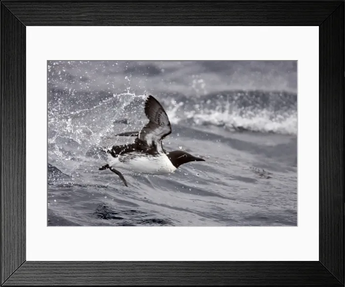 Framed Print : Picture No. 10883925 Framed Print : Picture No. 10883925