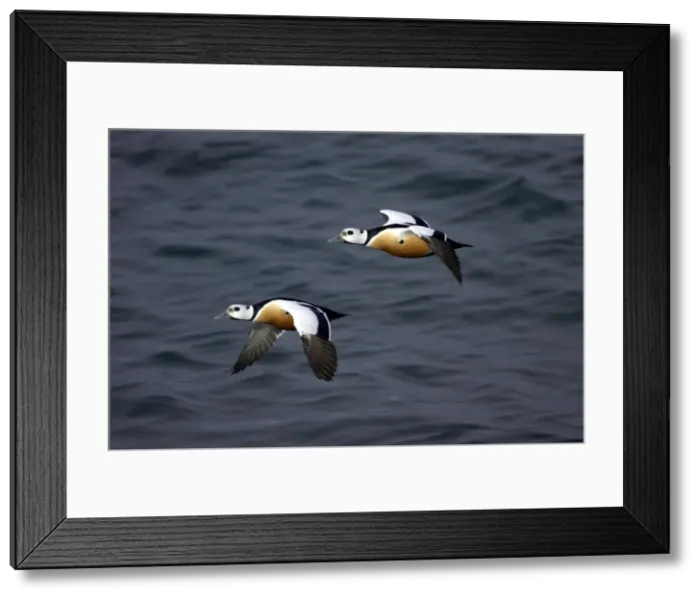 Framed Print : Picture No. 10883914 Framed Print : Picture No. 10883914