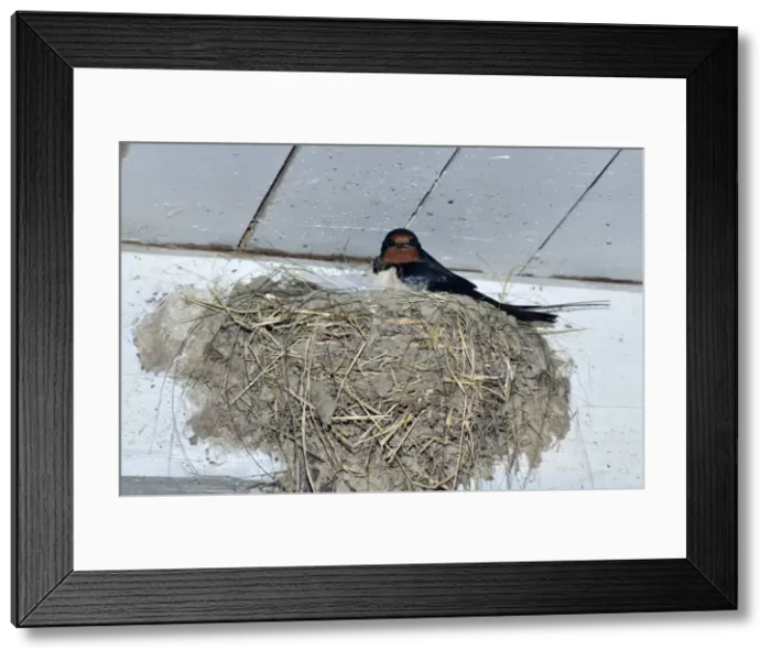 Framed Print : Picture No. 10884139